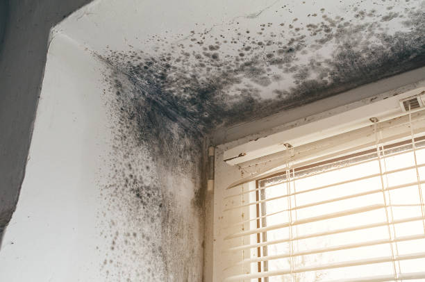 Affordable Mold Remediation solutions in Reston, VA