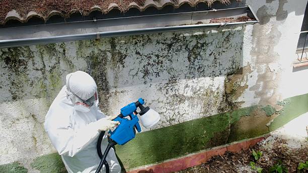 Top rated local Mold Remediation specialists in Reston, VA